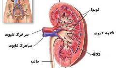 kidneystructre