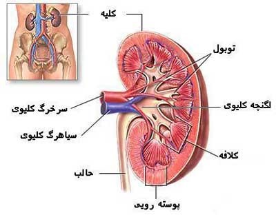 kidneystructre